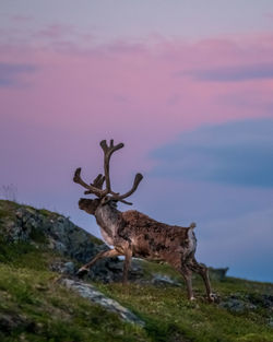 Deer standing on land against sky