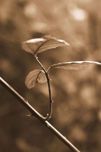 Close-up of plant