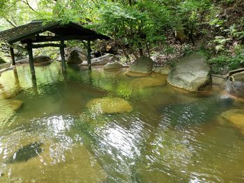 Scenic view of lake in forest