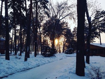 Trees in forest during winter