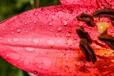 Close-up of water drops on pink rose flower