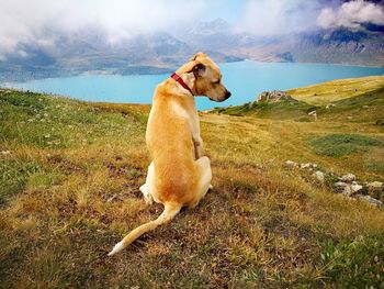 Full length of a dog on field