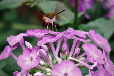 Close-up of butterfly pollinating on pink flower