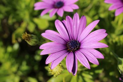 Close-up of purple flowers blooming outdoors