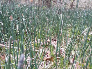 Plants growing on field