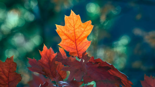 Close-up of orange maple leaves on tree