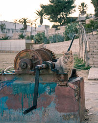 View of an animal on rusty metal