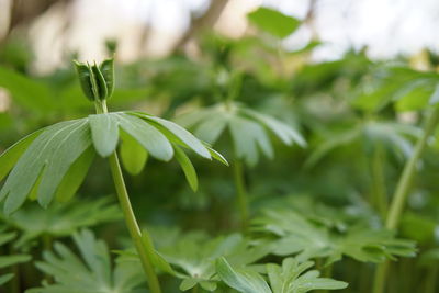 Close-up of fresh green plant