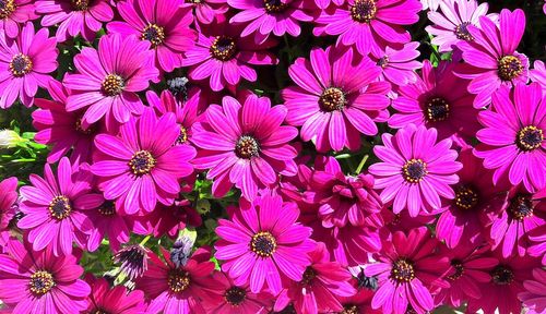 Full frame shot of purple flowers