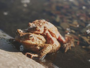 Close-up of frog