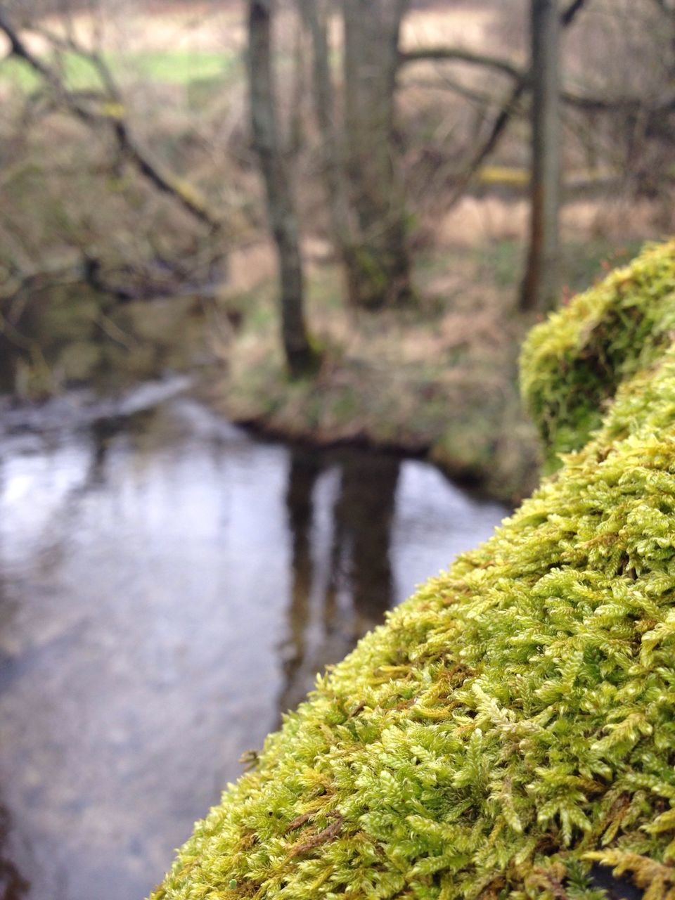 water, tree, forest, nature, tranquility, tree trunk, beauty in nature, tranquil scene, rock - object, growth, moss, scenics, stream, river, focus on foreground, branch, selective focus, outdoors, plant, day