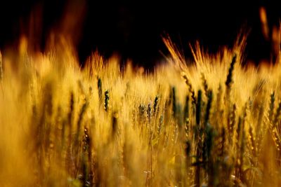 Close-up of plants growing on field at night