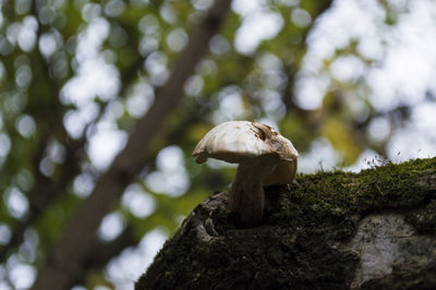 Low angle view of mushrooms growing on tree in forest