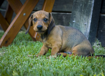 Portrait of puppy sitting on grass