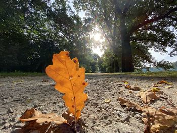 Autumn leaves on fallen tree