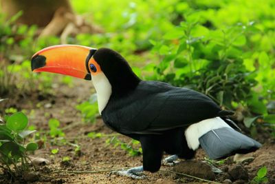 Close-up of bird perching on ground