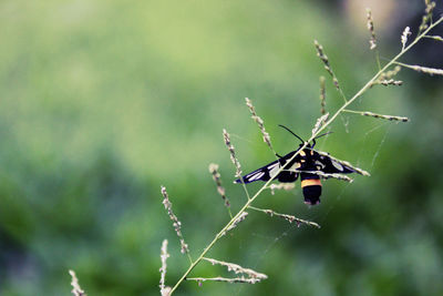 Close-up of butterfly on plant