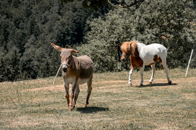 Pony and donkey running on a pasture.