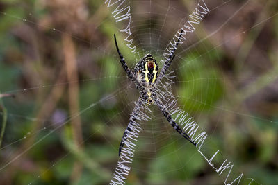 Close-up of spider on web