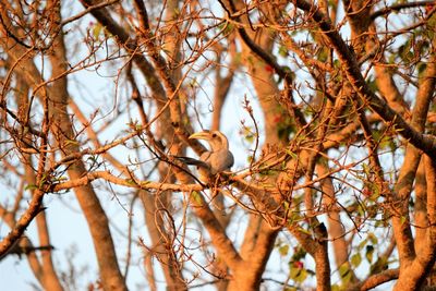 Close-up of bird perching on tree