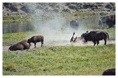 Horses grazing on field