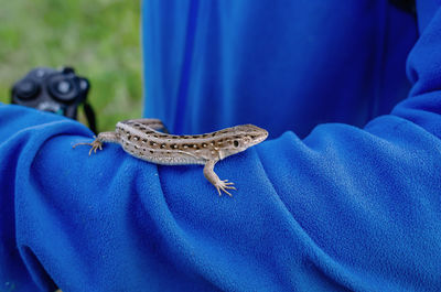 Lizard sitting on hand on blue jacket.