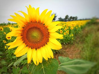 Close-up of sunflower on field