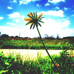 Scenic view of field against sky