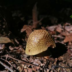 Close-up of mushroom growing on field