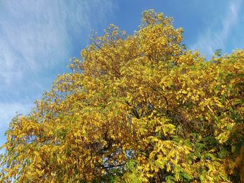 Low angle view of yellow tree against sky