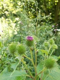 Close-up of thistle blooming outdoors