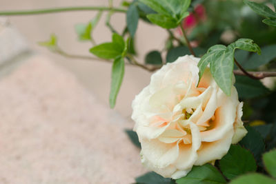 Close-up of rose plant