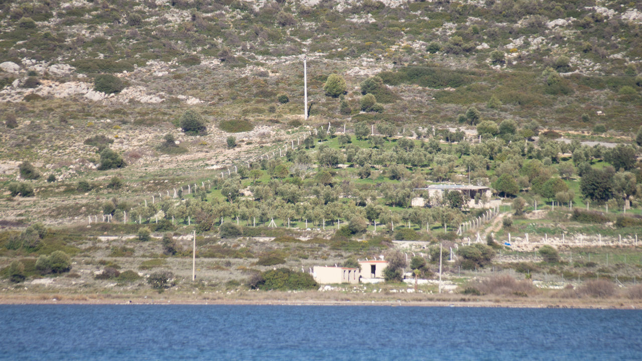 VIEW OF PLANTS ON LANDSCAPE