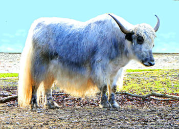 Cow standing in a field