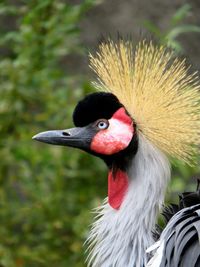 Close-up of a bird