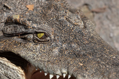 Close-up of a lizard