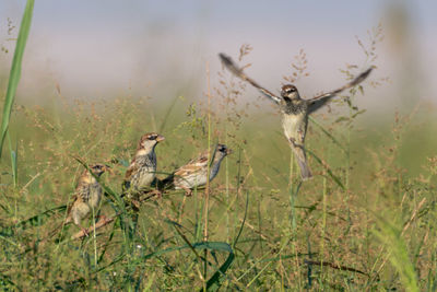 Birds in a field