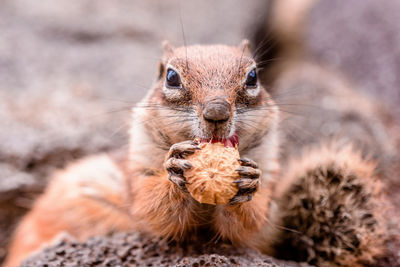 Close-up portrait of squirrel