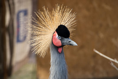 Close-up portrait of a bird