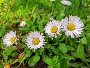 Close-up of white daisy flowers