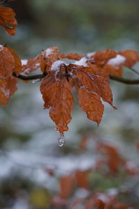 Close-up of autumnal leaves during winter