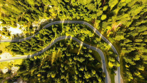 High angle view of road in forest