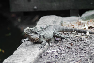 Close-up of a lizard