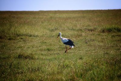 Crane on grassy field