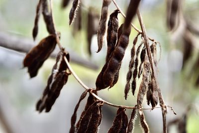 Close-up of dried hanging on plant