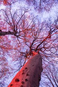 Low angle view of bare trees against sky