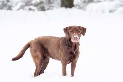 Portrait of a dog on snow