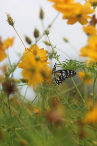 Close-up of butterfly pollinating on flower