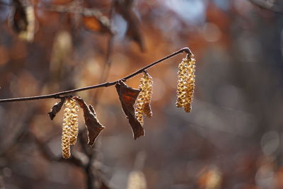 Close-up of dried plant