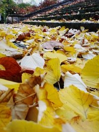 Close-up of leaves on tree during autumn